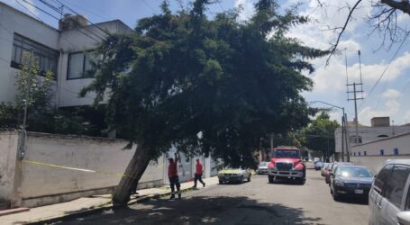 Continúan brigadas municipales con el retiro de árboles derrumbados por lluvias en Toluca