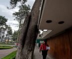 Serán únicamente 26 en Paseo Colón los que cuentan con dictamen técnico