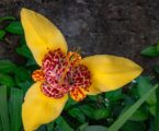 Festival de las Tigridias en la UAEMéx invita a descubrir una de las flores más emblemáticas de México