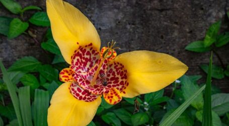 Festival de las Tigridias en la UAEMéx invita a descubrir una de las flores más emblemáticas de México