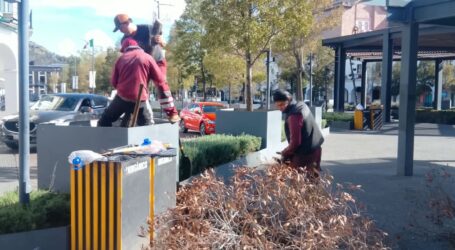 Sustituyen por nuevos ejemplares 11 árboles secos y muertos en pie en la Plaza González Arratia