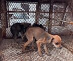 Rescatan en Toluca 11 animales durante cateo por presunto maltrato animal