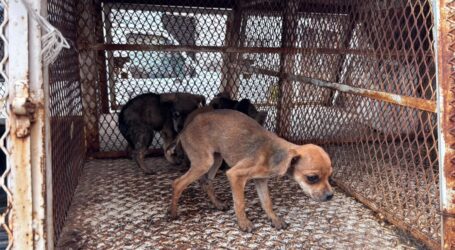 Rescatan en Toluca 11 animales durante cateo por presunto maltrato animal
